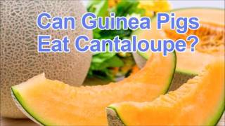 Can Guinea Pigs Eat Cantaloupe