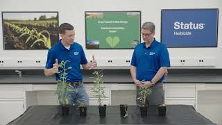 Status® Herbicide Explained: DFFP Technology, Performance & Fit in Today’s Programs