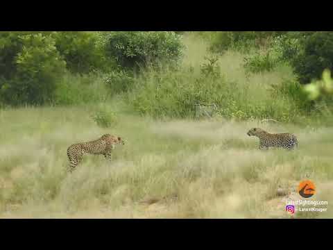 Cheetah Mother Tries Saving Cub After Leopard Catches It#!Animal Tv!#