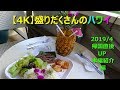 【4K】盛りだくさんのハワイ2019　帰国直後UP(本編紹介編）