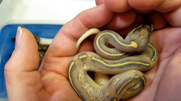 2019 Clutch 14 Post Shed and a look at my last holdback of the season!