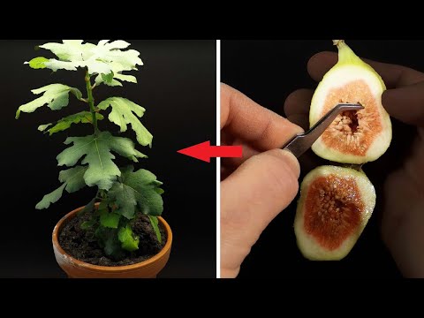 فيديو: هل يمكن أن ينمو التين من البذور - بذور التين وإنباتها