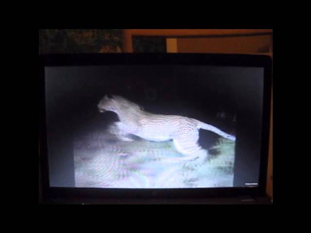 Guarda Streets of Gold: A Leopard and Her Lion Cub Son su YouTube Guarda Streets of Gold: A Leopard and Her Lion Cub Son su YouTube