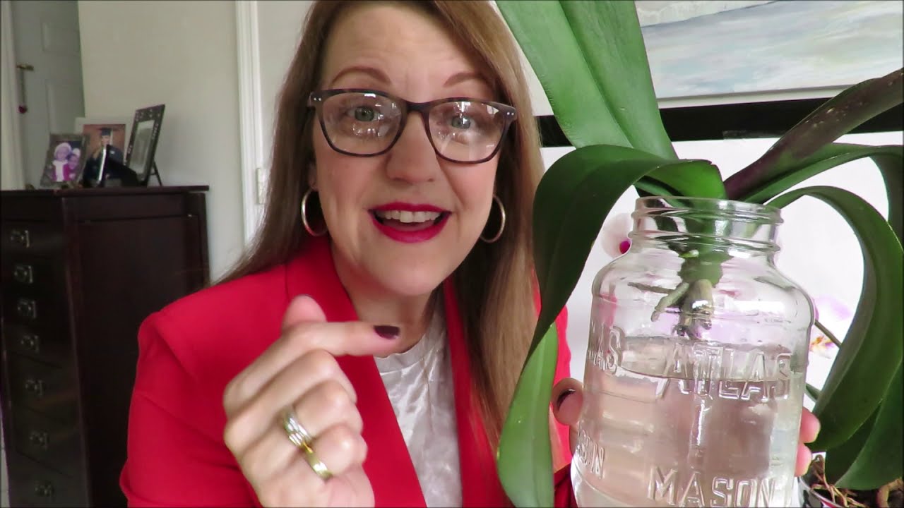 Como tratar orquideas sin raices y raices podridas terapia de botella metodo del frasco #147