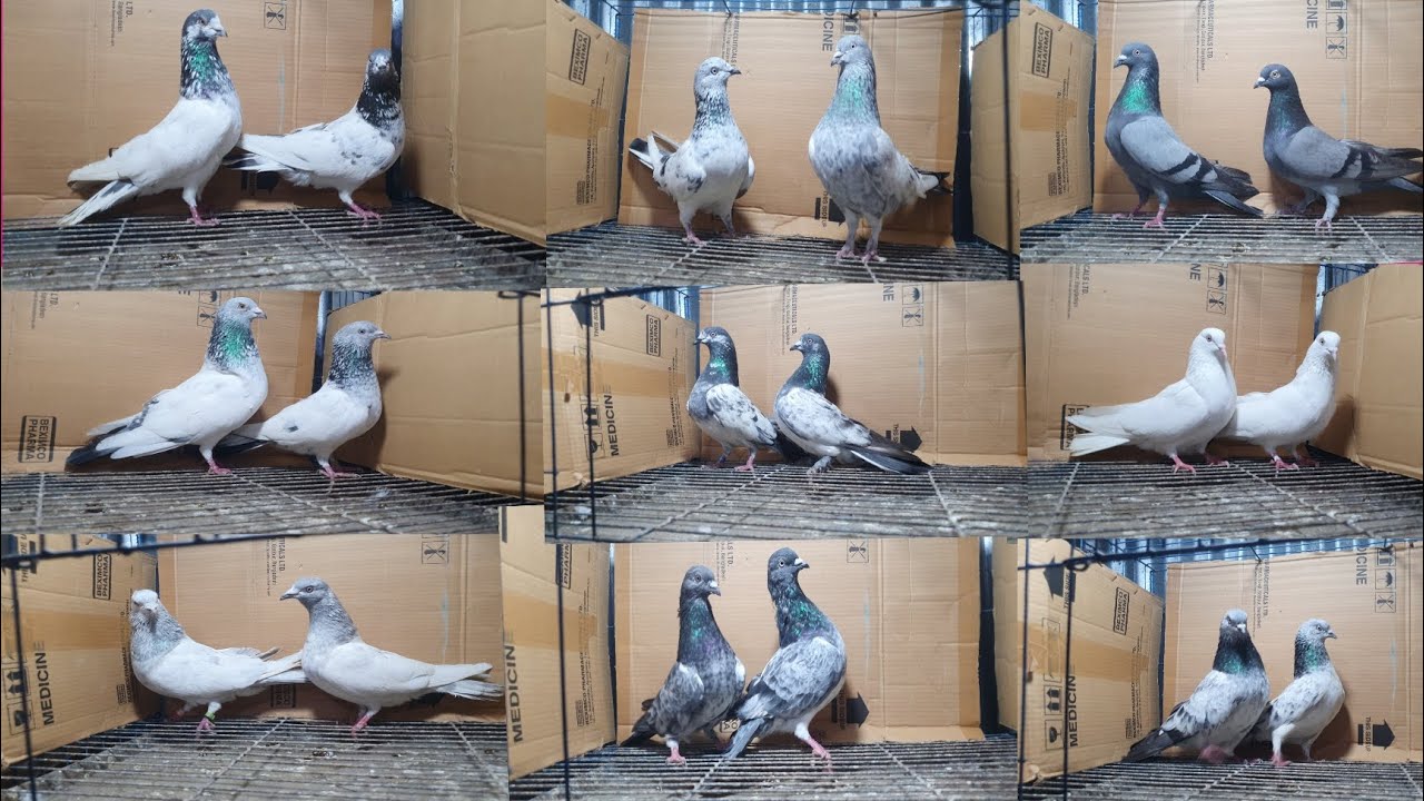 ২/৩/২০২৬ টপ কোয়ালিটির গিরিবাজ কবুতর সেল করা হবে #lover #pigeon #lover 
