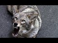 Coyote named Scooter - 113 - preventive medicine