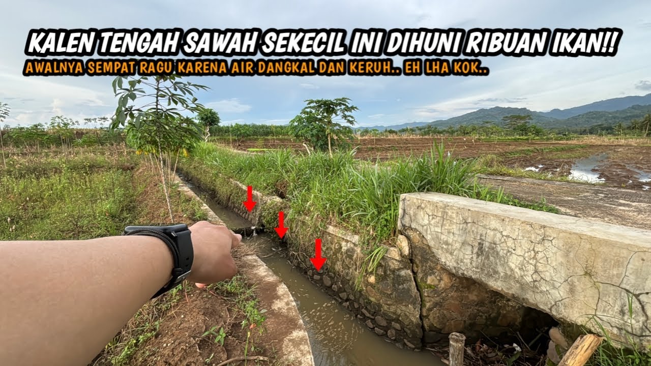 CUMA KALEN KECIL TAPI DIHUNI RIBUAN IKAN!! Mancing wader teknik kumbul di kalen kecil pinggir sawah