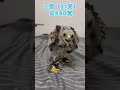 #哈里斯鷹 #猛禽育雛
