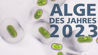 Alge des Jahres 2023