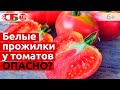 Почему внутри помидоров жесткие прожилки и белая сердцевина? Опасно ли это?