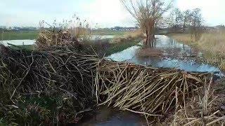 Żeremie Bobrów Na Rzece Osa W Biskupcu Pom. Żeremie Bobrów Na Rzece Osa W Biskupcu Pom.