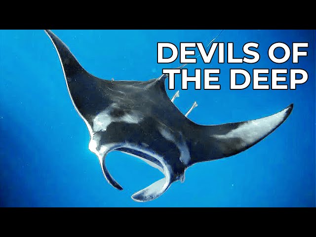 Inside the Secret World of the Manta Ray