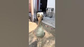 #Peruvian thick-knee