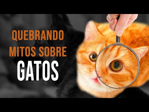 Vídeo: 5 Principais Mitos Do Gato Desmascarados