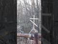 Заброшенное кладбище тает #bunkerm #horror #scary #cemetery