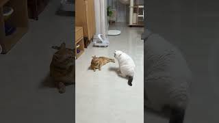 Da Mi, I want to call the police. The daily life of Da Mi and Xiao Mi
