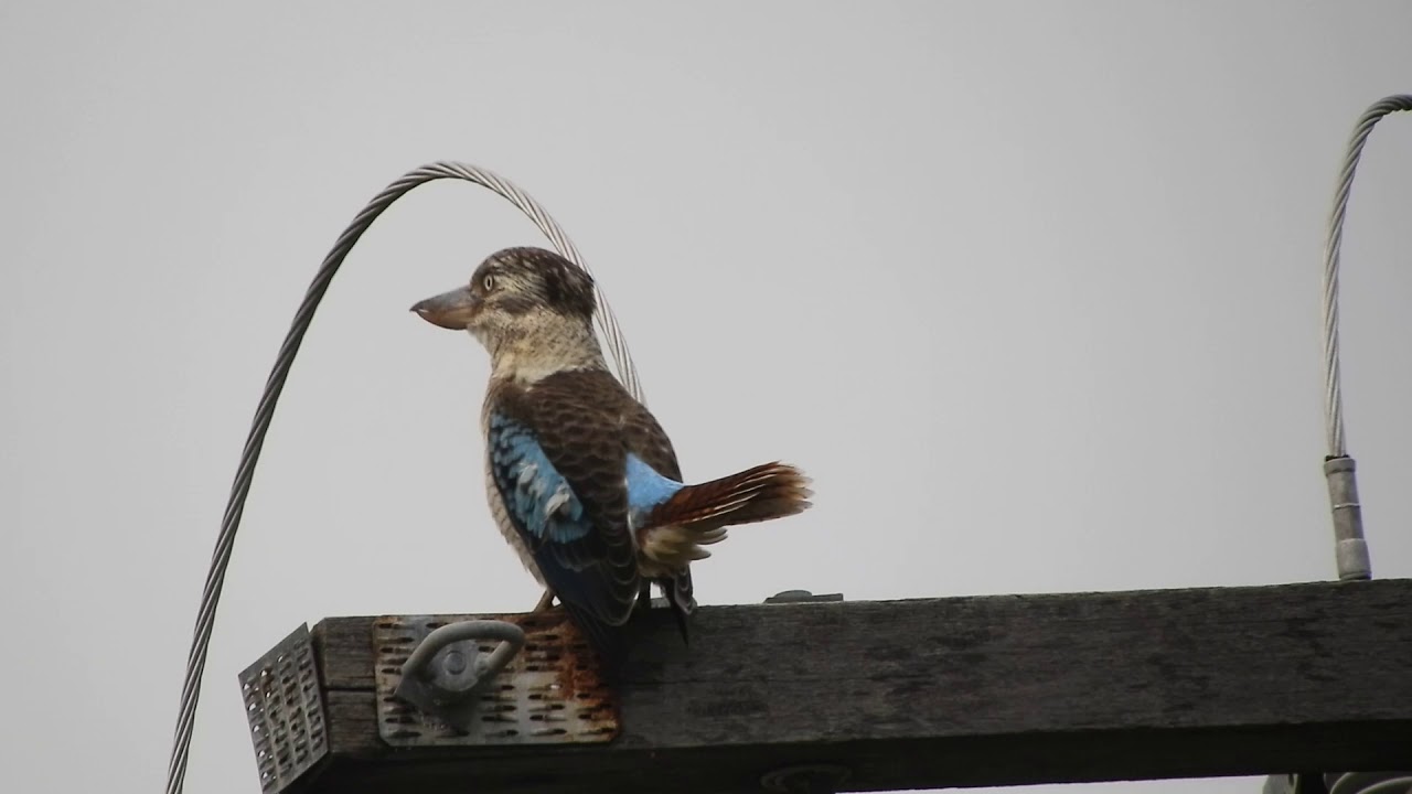 Blue-winged Kookaburra on Magnetic Island 