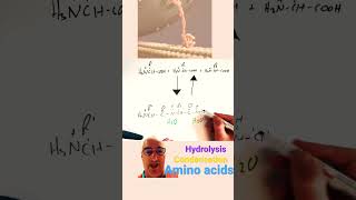 Amino acids to proteins and back again