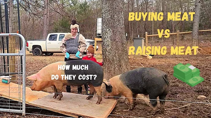 Raising PIGS for food || Is it worth it?
