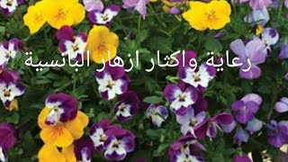 زهور البانسيه الملونة رعايه واكثار pansy flowers