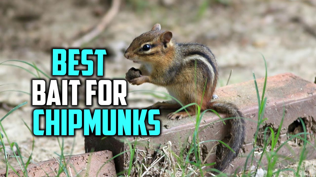 Top 5 Best Bait for Chipmunks [Review] Rat & Mouse Bait for Chipmunks