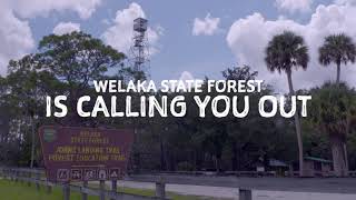 We&#39;re Calling You Out to Welaka State Forest