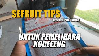 KUCING DI KANTOR - PUP LEMBEK