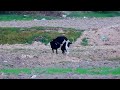 Black and white dogs meet, breed in the fields