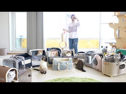 이사 준비 중...고양이 한 마리가 안보입니다!!