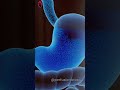 Function of stomach #shorts