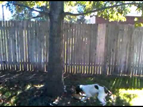 Springer spaniel climbs tree for toy