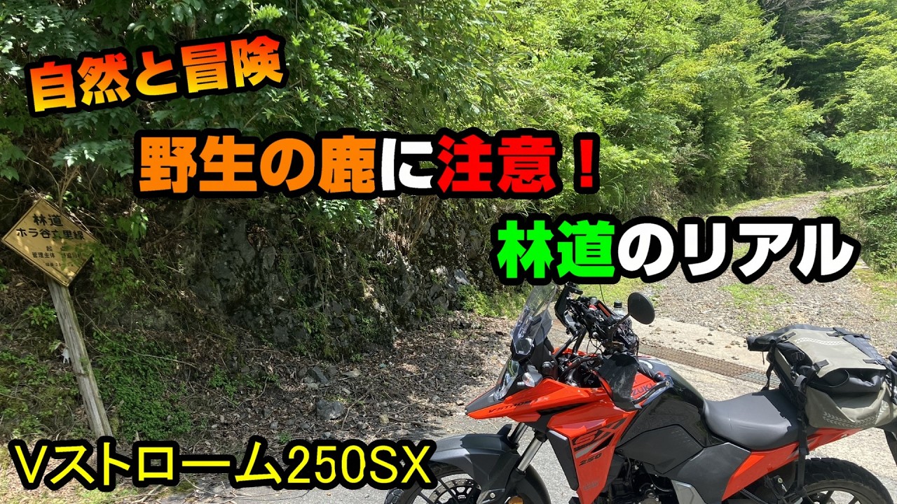 Forest Road Adventure] Riding the V-Strom 250SX! The Scenic