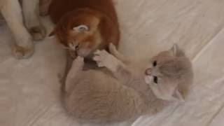 D litter by Ellies Cats 579 views 7 years ago 45 seconds