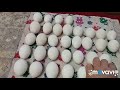Инкубация яиц в инкубаторе блиц Норма