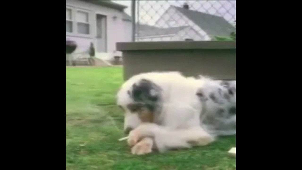 Retarded Dog Video