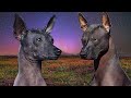 El legendario perro mexicano xoloitzcuintle の動画、YouTube動画。