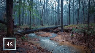 Cold Relaxing Walk In The Rain, Binaural Rain And Nature Sounds For Study And Sleep Asmr