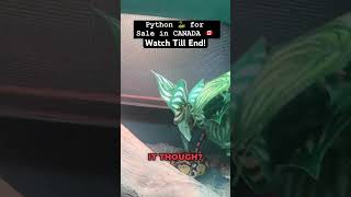 Python For Sale In Canada