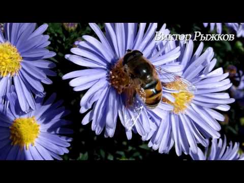 Релакс, Расслабляющая музыка. Relaxing music, THE BEST