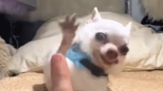 Tiny chihuahua's high five attempts are hilarious