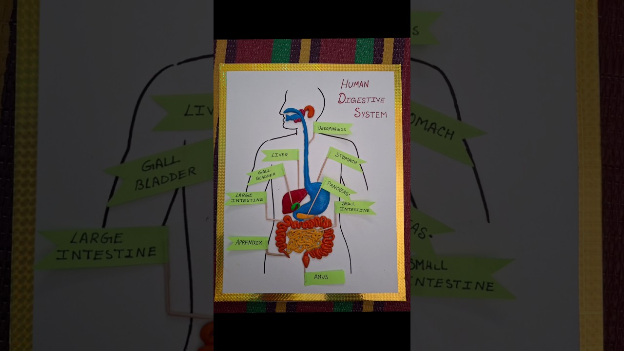 igestive system model 