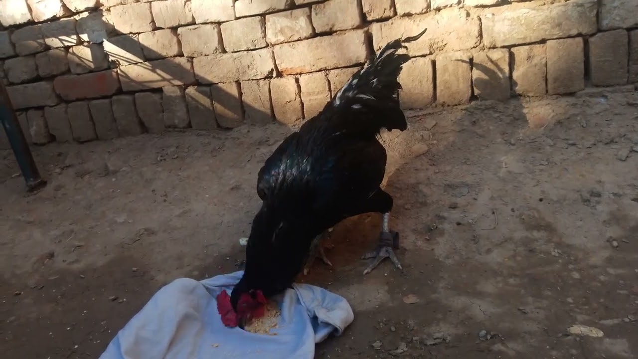 Muskha ko sweet dya 😋 | murga eating a food |