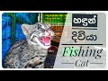 Cat family / Fishing cat feeding / Hadun diviya sinhala sri lanka / හදුන් දිවියා