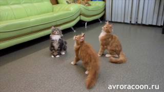 Котята мейн куны АВРОРАКУН отжигают Котята мейн куны АВРОРАКУН отжигают
