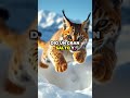 Nulo - El lince que quiere descubrir Andalucía_