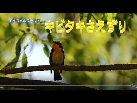 キビタキ さえずり 鳴き声 小鳥のさえずり 動画野鳥図鑑 Youtube