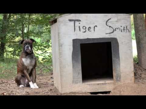 Coalition to Unchain Dogs - Tiger