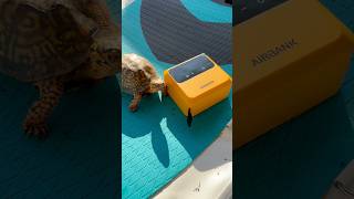 This Pump Is Smaller Than My Turtle… But Inflates My Paddle Board 😳🐢