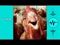 TRY NOT TO LAUGH - Funny CHICKEN VIDEOS | Funny Videos January 2019