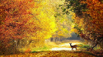 Autumn Wildlife, Beautiful Relaxing Music, Peaceful Soothing Instrumental Music, by Tim Janis